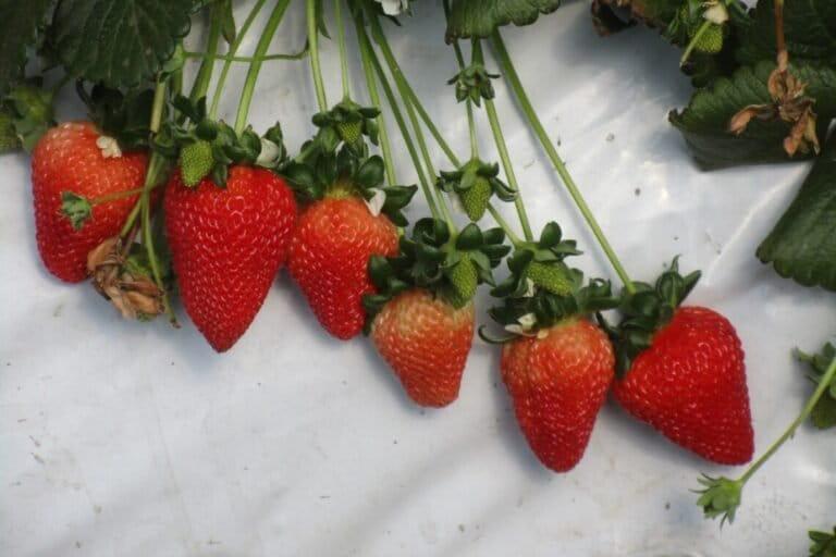 $!Las fresas de Espinar son producidas con riego obtenido por energía solar.