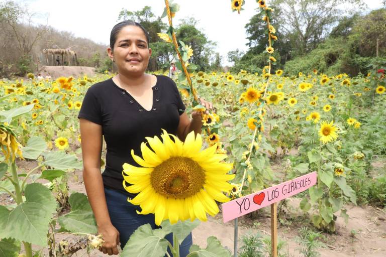 El campo de girasoles en Mazatlán abrirá el próximo 30 de marzo