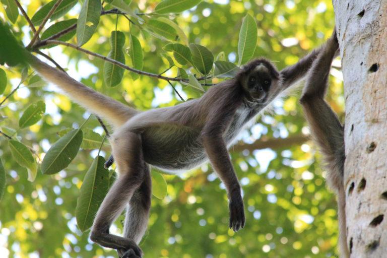 $!Bachué, un mono araña café (Ateles hybridus) que el biólogo Andrés Link sigue en el Magdalena medio colombiano.