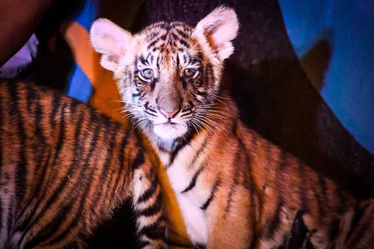 Presenta el Zoológico de Culiacán a 4 cachorros de tigre de bengala