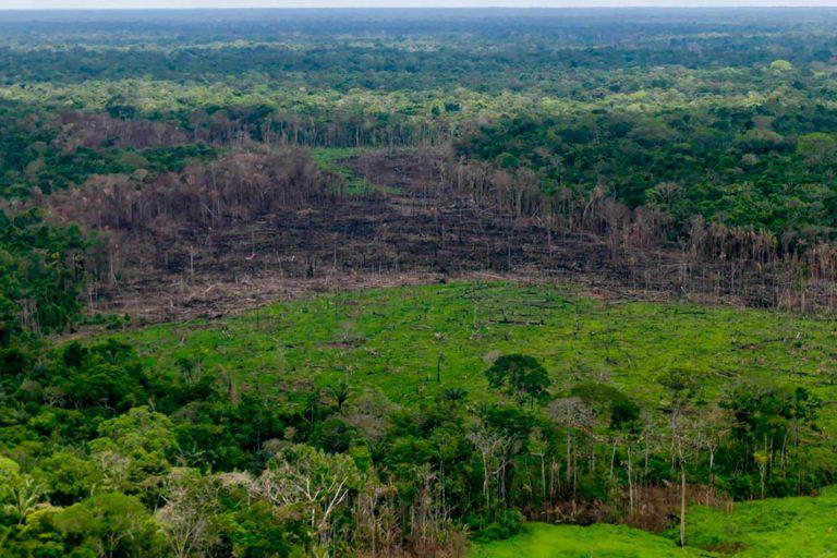 $!En Colombia se ejecuta la campaña Artemisa para enfrentar la deforestación.