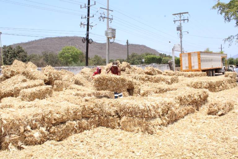 Líder ganadero afirma que van alrededor de 100 cabezas de ganado muertas por sequía en Rosario