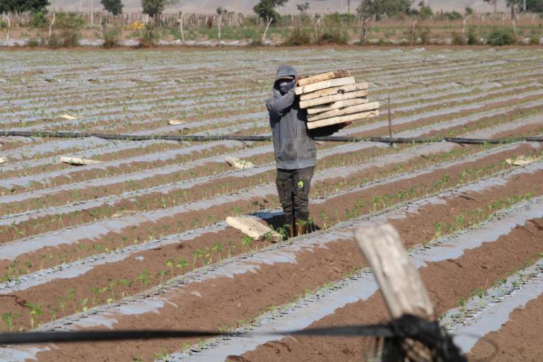 Por precios bajos en la producción, AARB califica de mala la temporada de hortalizas en Rosario