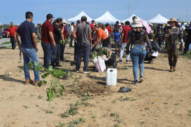 Realizan Jornada de arborización masiva en la Avenida Delfín, en Mazatlán