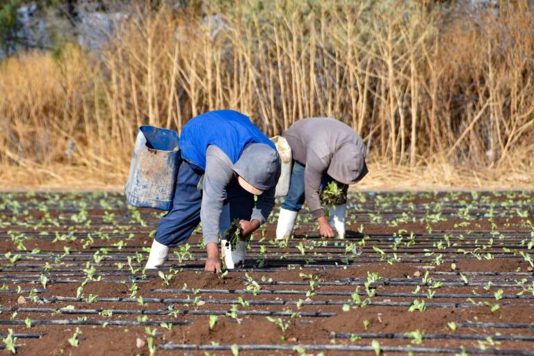 La Secretaría de Salud del Gobierno de México hará estudio sobre la lechuga ante señalamientos en Estados Unidos.