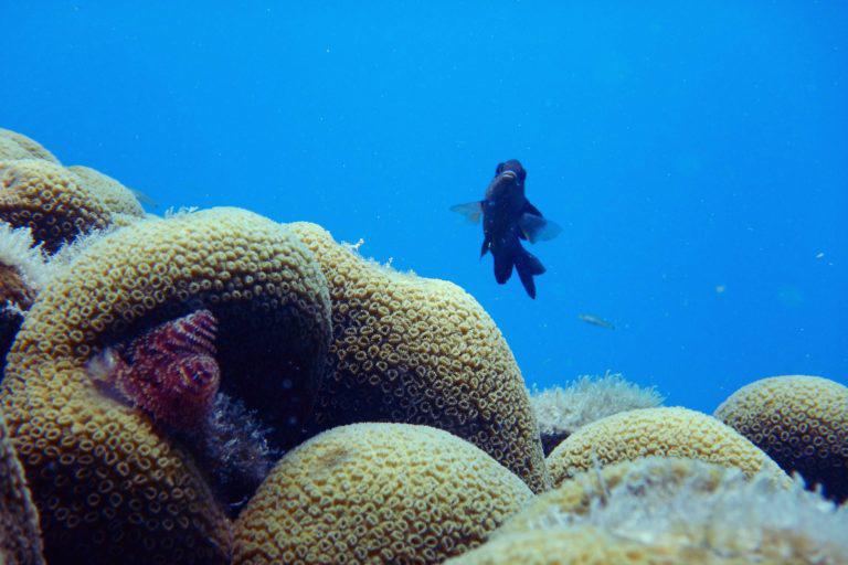 $!México: ¿áreas marinas protegidas sólo en el papel?