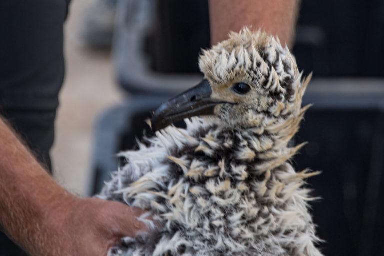 $!Pollo de albatros patas negras (Phoebastria nigripes).