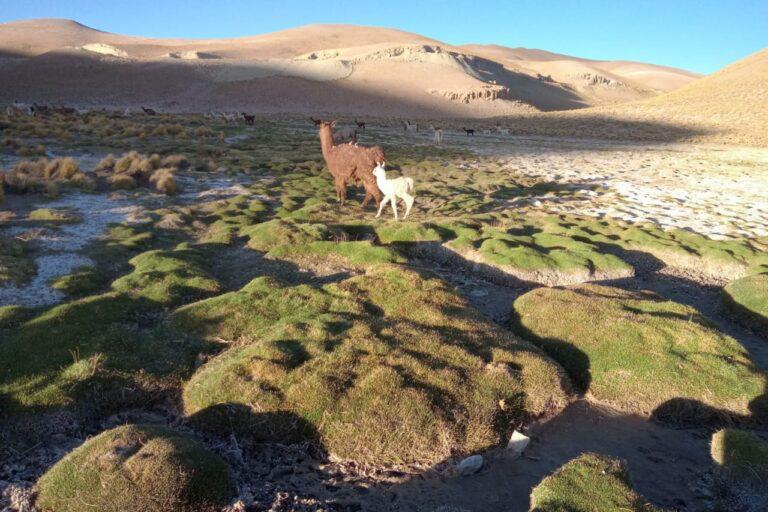 $!Las comunidades indígenas son responsables del cuidado y aprovechamiento de animales, agricultura, la extracción de sal y la medicina tradicional en estos territorios.
