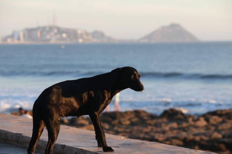 Llaman a proteger a las mascotas ante el calor extremo