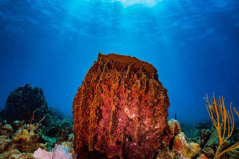 $!Las consecuencia del calentamiento del mar: blanqueamiento de corales afecta al 84% de los arrecifes del mundo