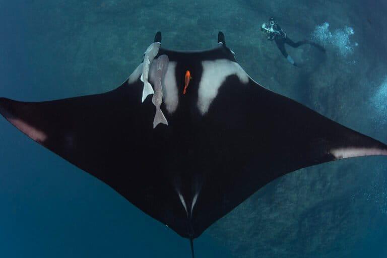 $!¿Dónde nacen las mantas oceánicas? La respuesta se busca en el Archipiélago de Revillagigedo