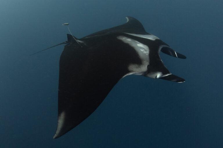 $!¿Dónde nacen las mantas oceánicas? La respuesta se busca en el Archipiélago de Revillagigedo
