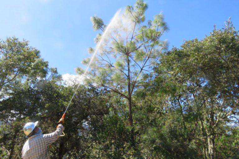 $!La organización de las comunidades es clave para enfrentar las plagas que afectan a los árboles.