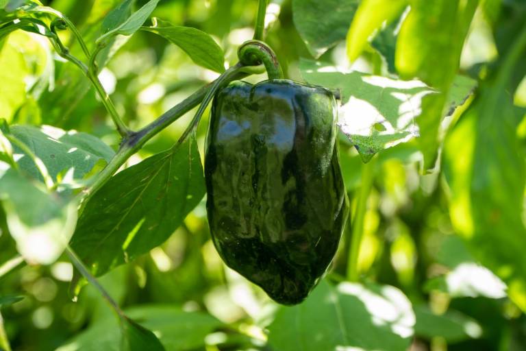 Garantizan productores de chile poblano producción y abasto: Agricultura