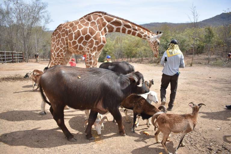 Ostok, el santuario que refugia a más de 400 animales rescatados