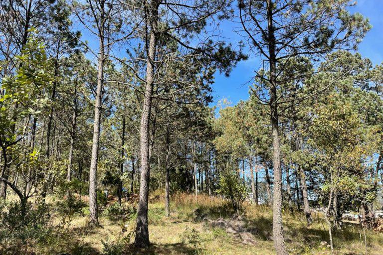 $!Bosque del ejido La Estancia, donde la comunidad lucha contra una plaga de escarabajos descortezadores.
