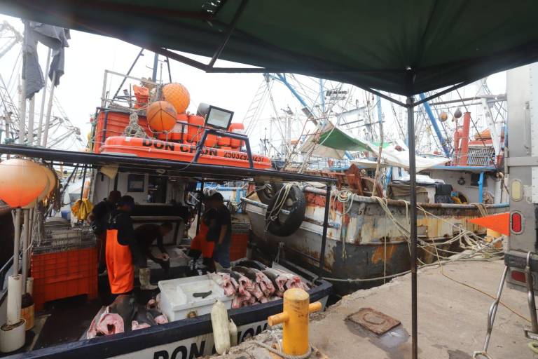 Temporada de pesca de tiburón comienza floja ante escasez en Mazatlán