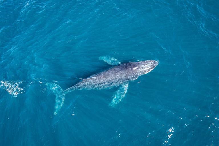 Organizaciones ambientalistas llaman a aspirantes a la Presidencia a proteger los océanos