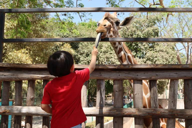 Culiacanenses disfrutan sus vacaciones en el Zoológico