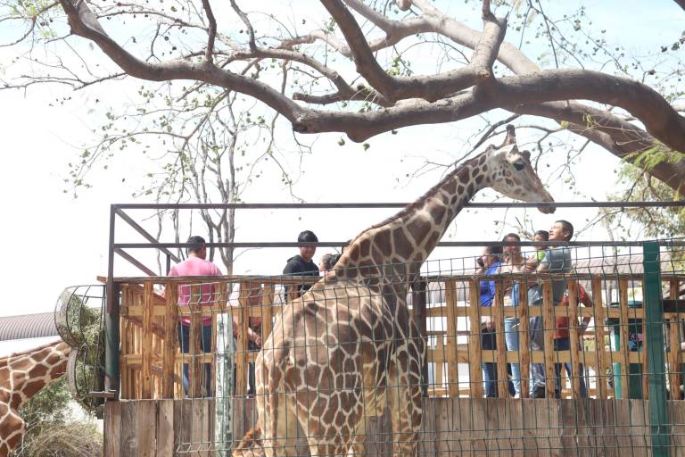 Disfrutan de un paseo salvaje en el Zoo de Culiacán