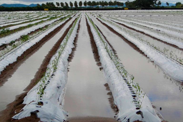 El Impacto de Desastres en la Agricultura y Seguridad Alimentaria