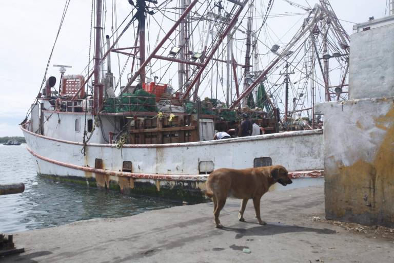 Piden no regalar mascotas en Navidad, ante responsabilidad que conlleva