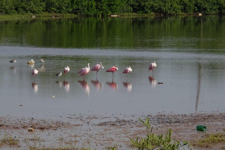 $!Así se aniquila al Estero de Urías, uno de los más contaminados de México y el mundo
