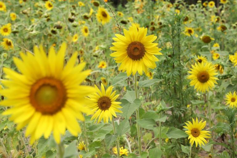 Invitan a disfrutar de campo de girasoles en Mazatlán; es su última semana