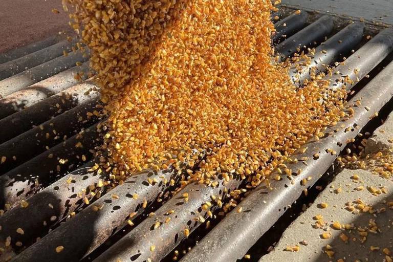 Gobierno de México retira prohibición para importar maíz transgénico de EU tras resolución del T-MEC