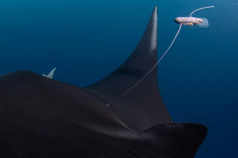 $!¿Dónde nacen las mantas oceánicas? La respuesta se busca en el Archipiélago de Revillagigedo