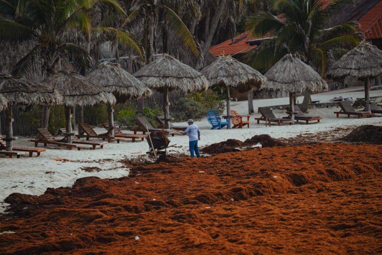 $!Recolector de sargazo en una playa de Quintana Roo, México.