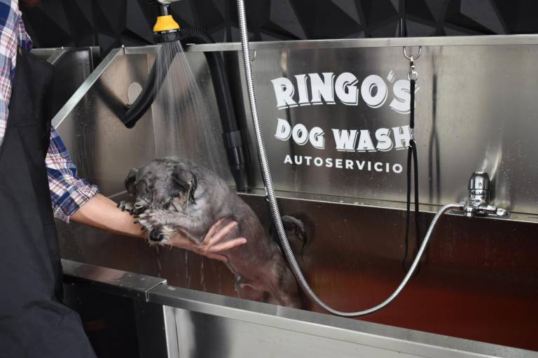 Ringo’s Dog Wash: el primer autoservicio de baño canino en Mazatlán