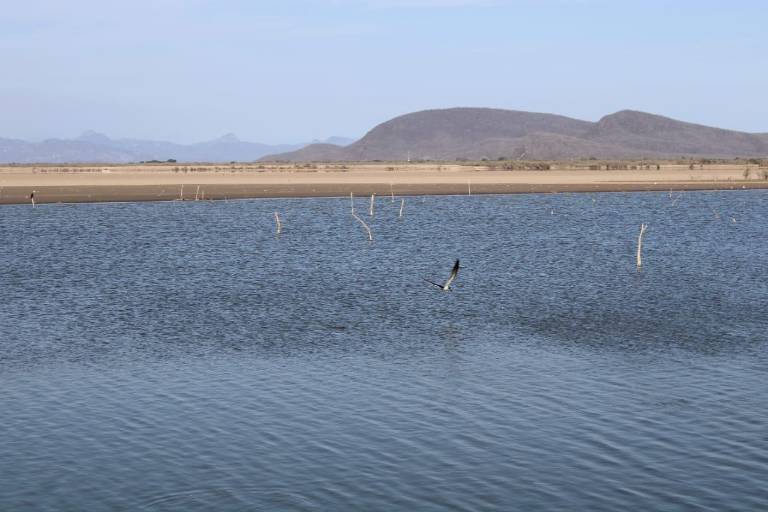Pescadores buscarán plantear a AMLO que presas del sur aporten agua dulce a sistemas