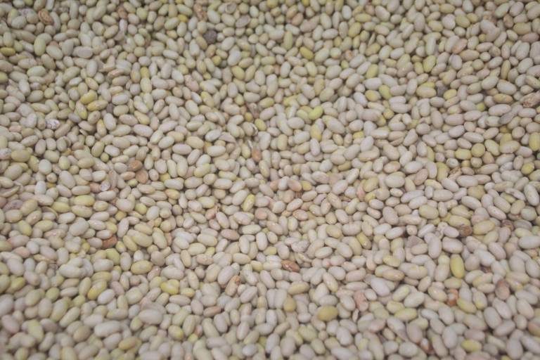 Creció 11.4% de la producción de frijol en 2021: Agricultura