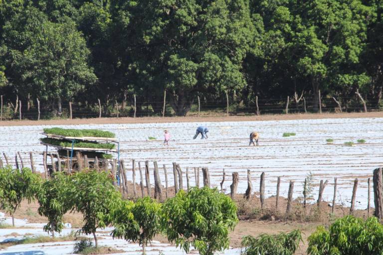 Inicia en Rosario preparación de tierra para temporada de hortalizas