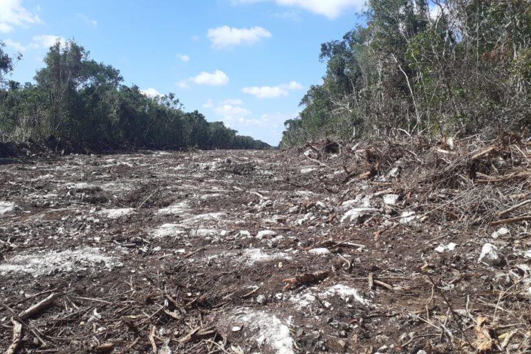 $!Una de las zonas en el Ejido Playa del Carmen que han sido taladas para abrir paso al tren maya.