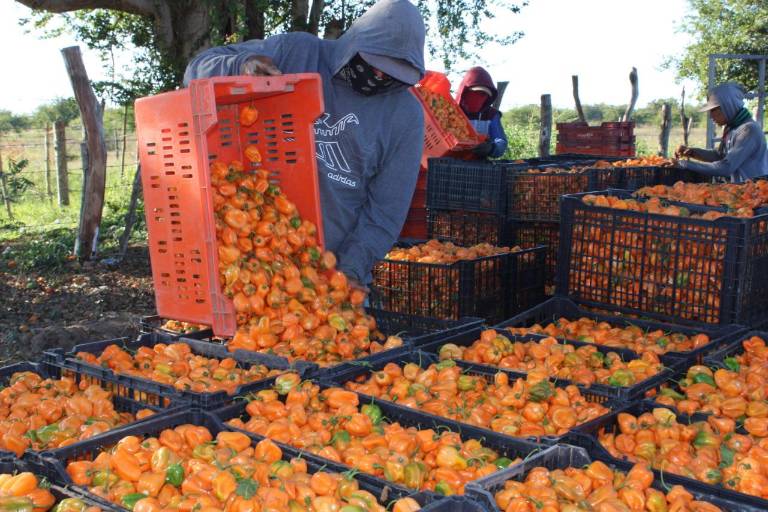 Apuestan a la siembra de chile habanero en el valle de Escuinapa