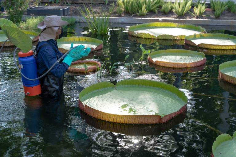 Exhíbe Jardín Botánico la planta acuática más grande del mundo