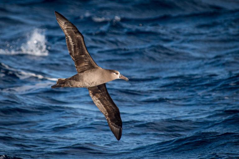 $!Albatros patas negras en el mar cercano a Isla Guadalupe.