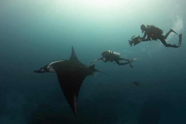 $!¿Dónde nacen las mantas oceánicas? La respuesta se busca en el Archipiélago de Revillagigedo