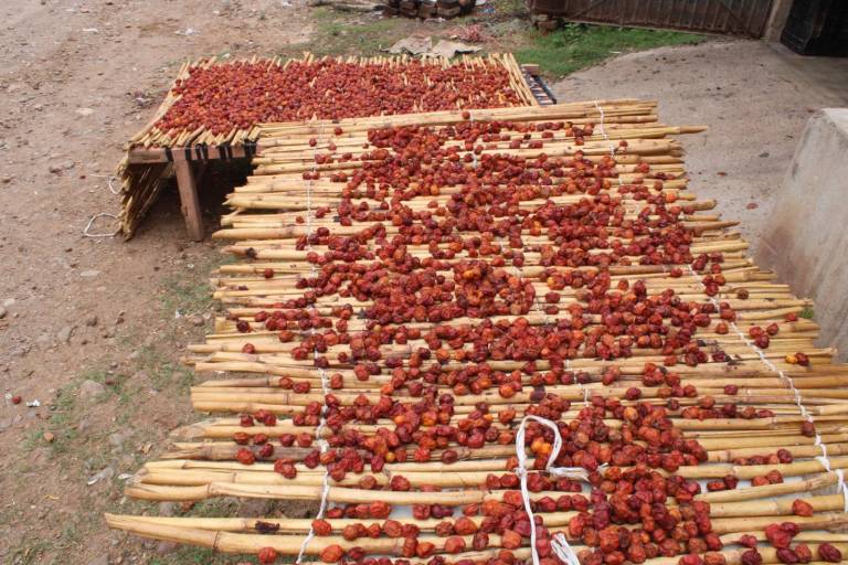 Producción de ciruela bajó más de 50% en Rosario, afirma síndico de Matatán