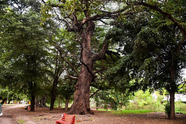 Los árboles centenarios: memoria viva y guardianes del tiempo de Culiacán