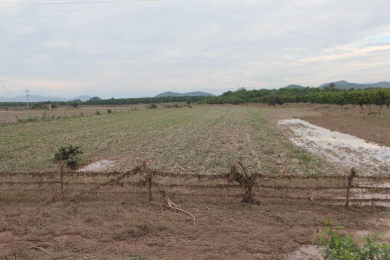 Por temas económicos, productores en Rosario optan por reducir superficie de siembra