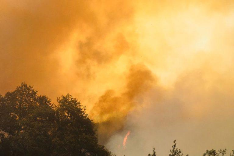 $!Incendios en la región del Maule consumen bosque maulino, el más biodiverso de Chile.