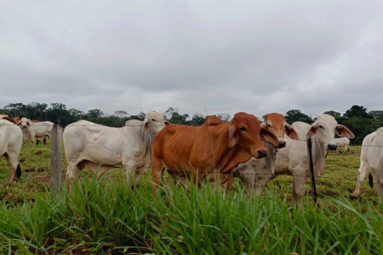 $!Disputa por la Amazonía: 17 grupos armados y redes criminales operan en el 69 % de la región