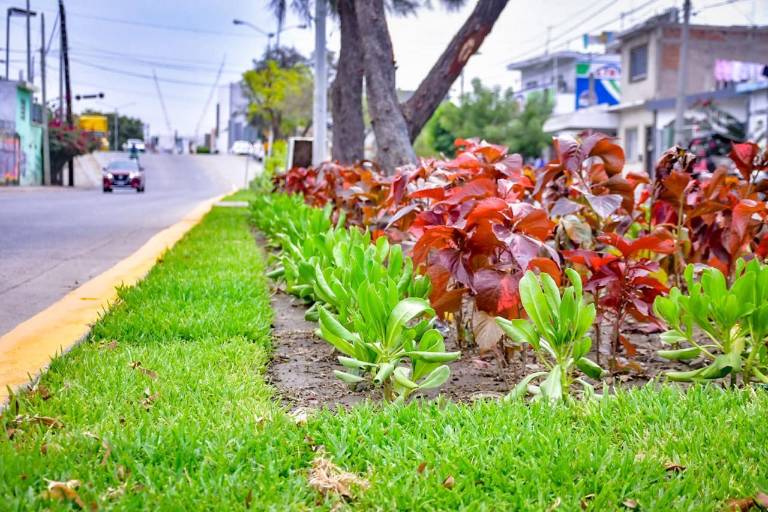 Robo de plantas en camellones y jardineras es una práctica recurrente que afecta imagen de Mazatlán: Alcalde