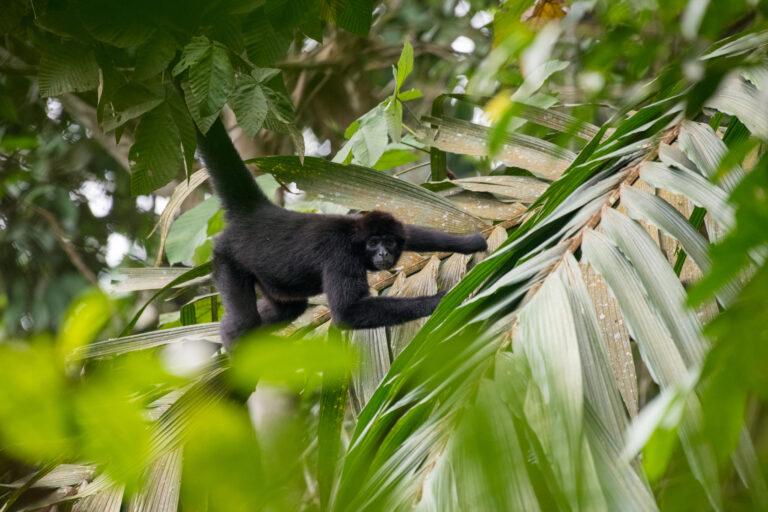 $!La Reserva Tesoro Escondido estima una población de 120 monos araña en la zona.