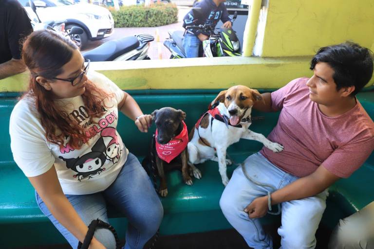 Realiza Amigos de los Animales Convivencia 2.0 con decenas de gatos y perros