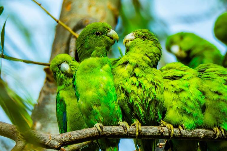 Invitan a la exposición ‘Aves de Sinaloa: memorias desde el corazón del paisaje’