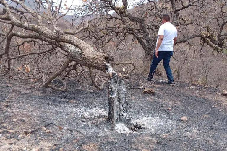Daños por incendios forestales aumentan exponencialmente en Sinaloa Daños por incendios forestales aumentan exponencialmente en Sinaloa